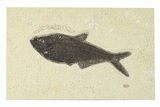 Detailed Fossil Fish (Diplomystus) - Wyoming #292361-1